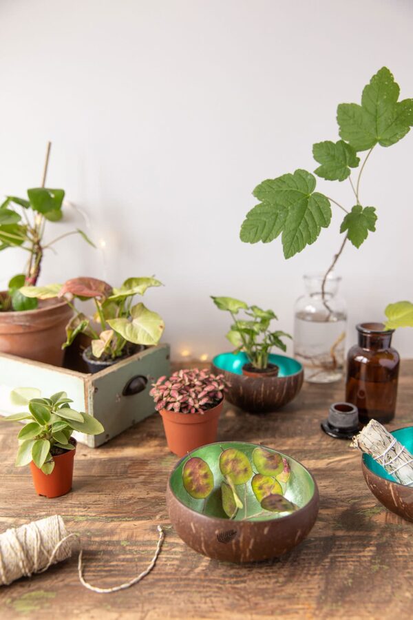 mon-joli-bol-ambiance-kit-vert-web